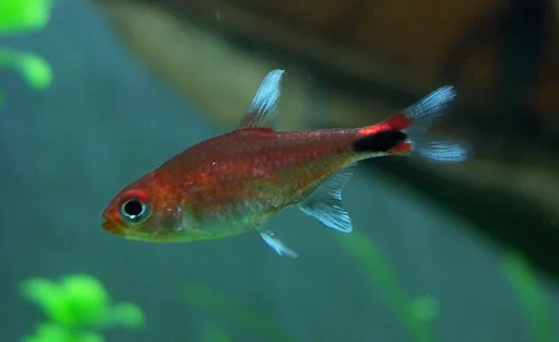 Ruby tetra (Axelrodia riesei)