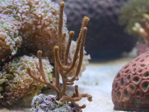 Sea Fan Gorgonian (Rumphella)