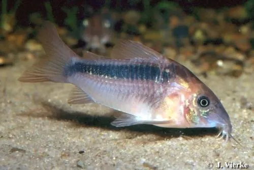 Rust cory (Corydoras rabauti)