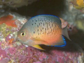 Rusty Angelfish (Centropyge ferrugata)