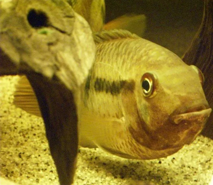 Saddle cichlid (Aequidens tetramerus)