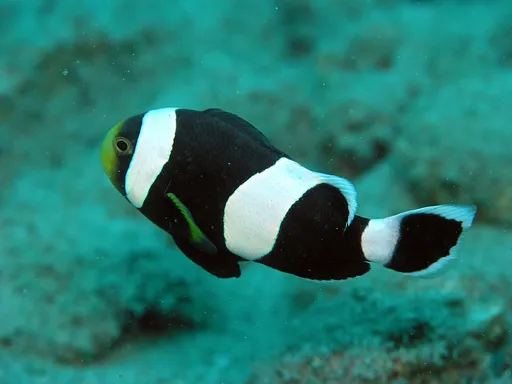 Saddleback Clownfish (Amphiprion polymnus)