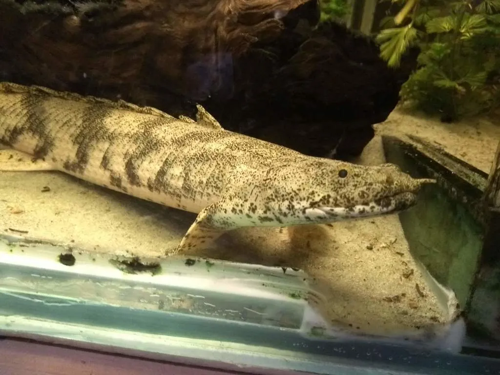 Saddled bichir (Polypterus endlicherii)