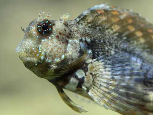 Lawnmower blenny (Salarias fasciatus)