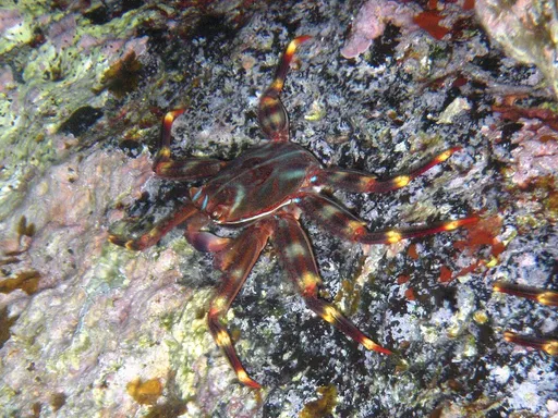 Sally Lightfoot Crab (Percnon gibbesi)