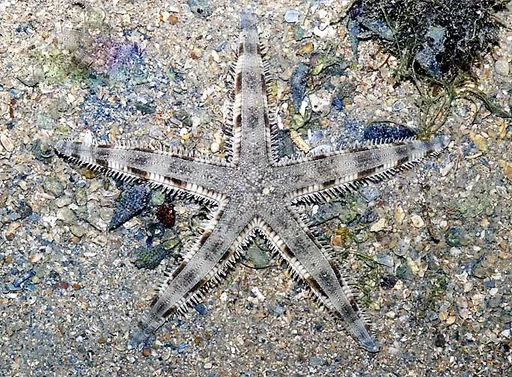 Sand-Sifting Star (Archaster typicus)