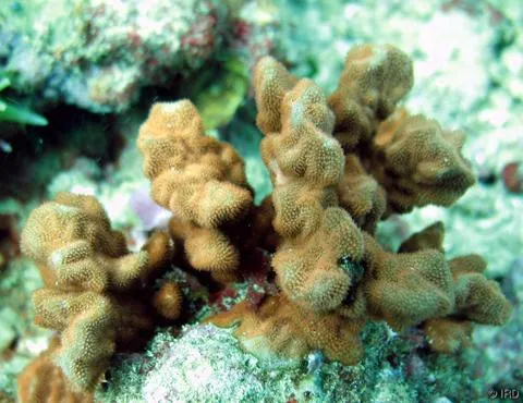 Sandpaper Coral (Psammocora contigua)