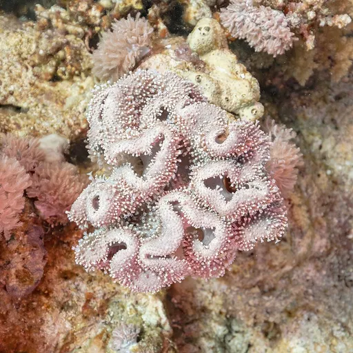 Toadstool Leather (Sarcophyton)