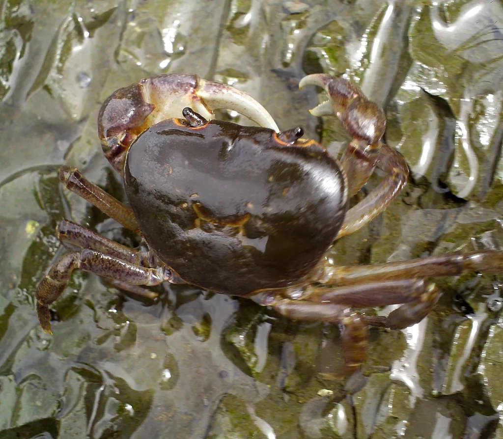 Sawagani (Geothelphusa dehaani)