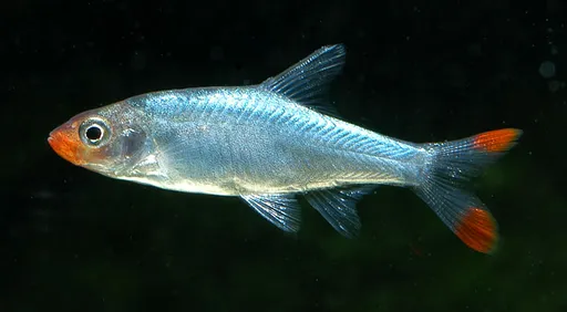 Sawbwa barb (Sawbwa resplendens)