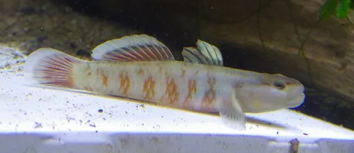 Scarlet goby (Rhinogobius zhoui)