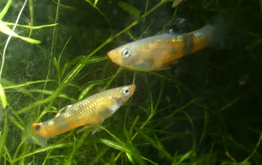 Scarlet livebearer (Micropoecilia picta)