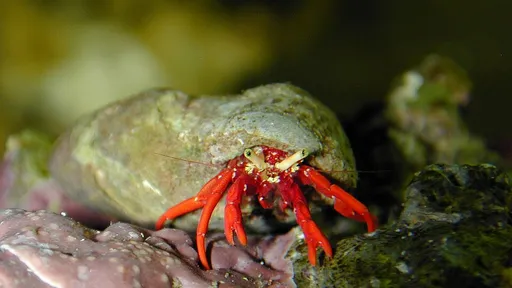 Scarlet Reef Hermit Crab (Paguristes cadenati)