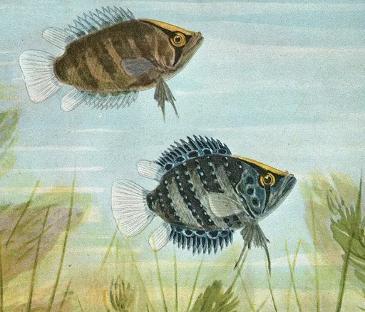 Schomburgk's leaffish (Polycentrus schomburgkii)