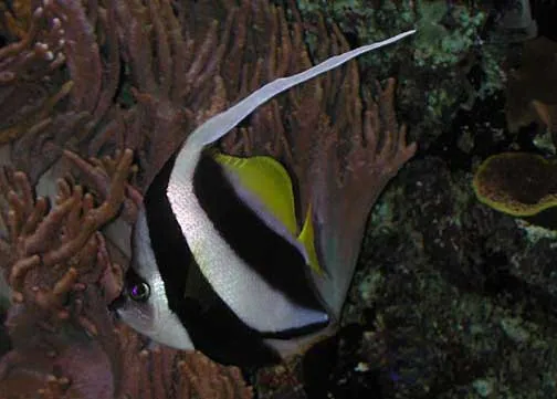 Schooling Bannerfish (Heniochus diphreutes)
