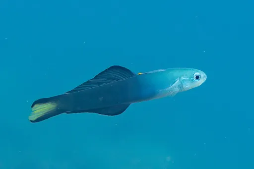 Scissortail Dartfish (Ptereleotris evides)