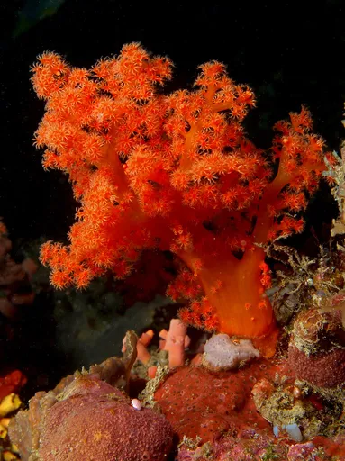 Flower Tree Coral (Scleronephthya)