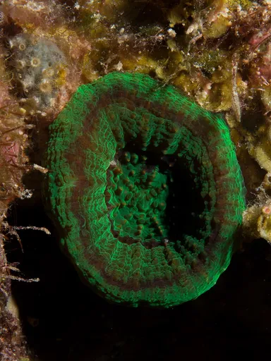 Caribbean Doughnut Coral (Scolymia cubensis)