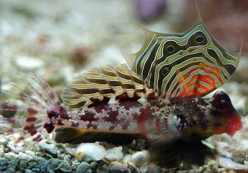 Scooter Dragonet (Synchiropus ocellatus)