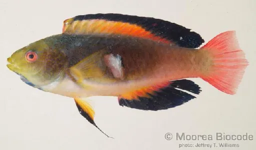 Scott's Fairy Wrasse (Cirrhilabrus scottorum)