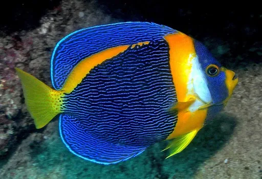 Scribbled Angelfish (Chaetodontoplus duboulayi)