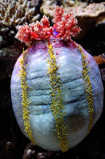 Sea Apple (Pseudocolochirus violaceus)