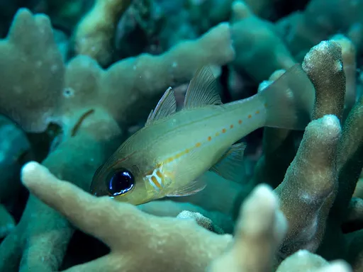 Seale's Cardinalfish (Ostorhinchus sealei)