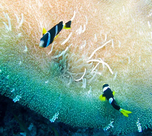 Sebae Clownfish (Amphiprion sebae)