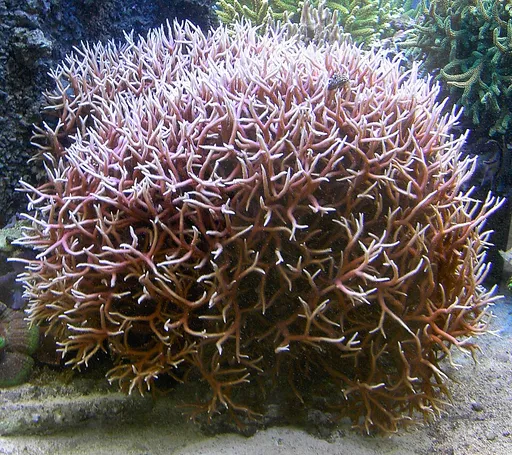 Birdsnest Coral (Seriatopora hystrix)
