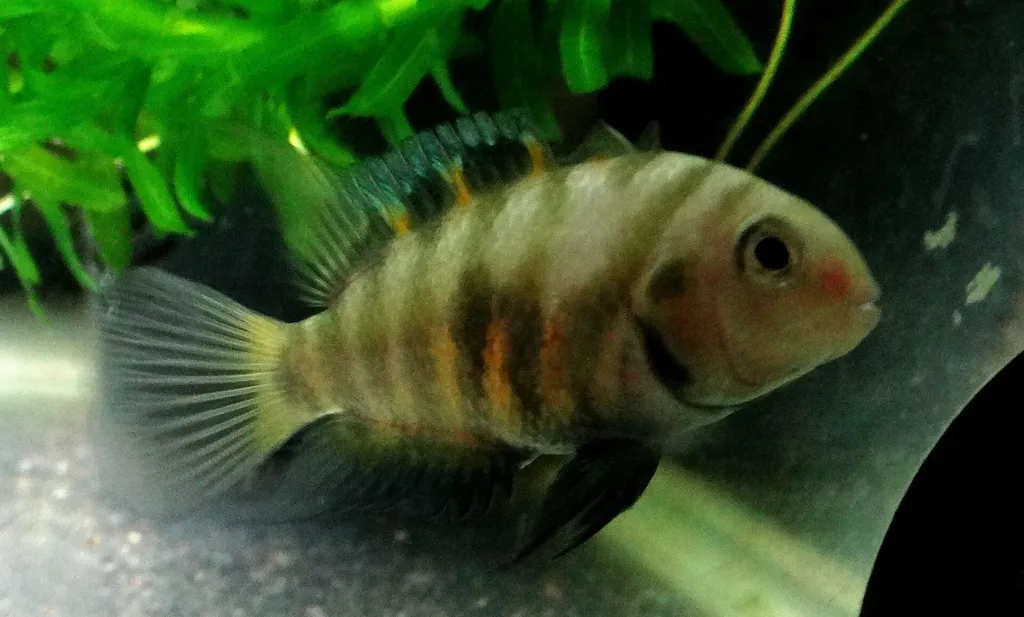 Seven-band convict (Amatitlania septemfasciata)