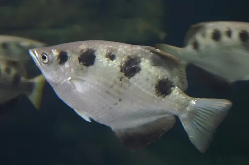Seven-spot archerfish (Toxotes chatareus)