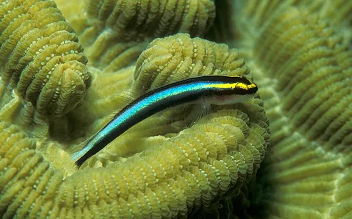 Sharknose Goby (Elacatinus evelynae)