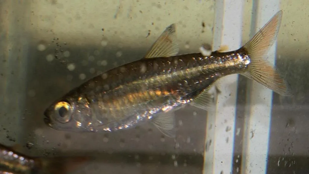 Sharptooth tetra (Micralestes acutidens)