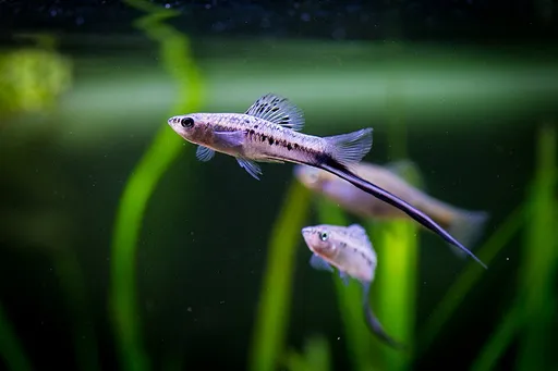 Sheepshead swordtail (Xiphophorus birchmanni)