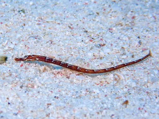 Shortfin Pipefish (Cosmocampus elucens)