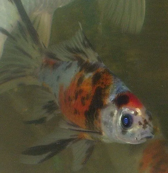 Shubunkin (Carassius auratus)