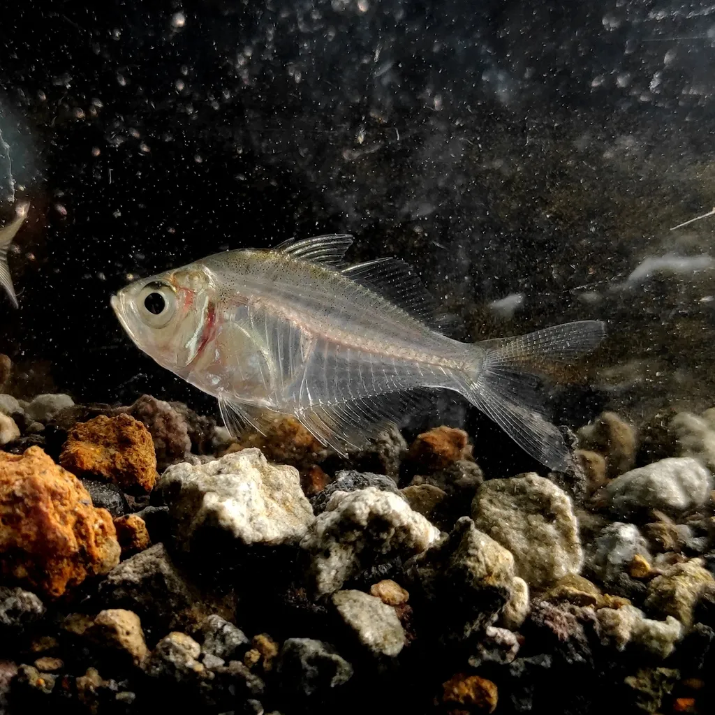 Siamese glassfish (Parambassis siamensis)