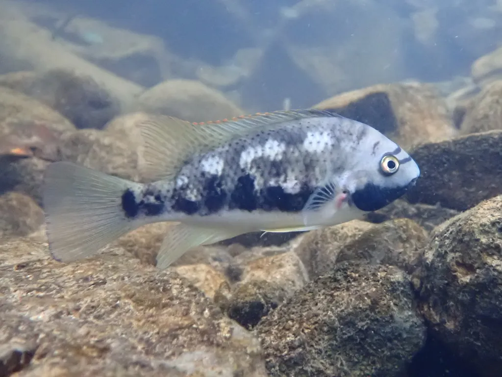 Sieboldii cichlid (Talamancaheros sieboldii)