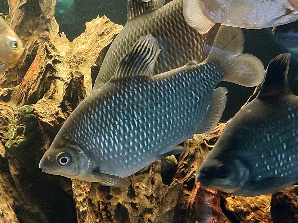 Silver distichodus (Distichodus affinis)