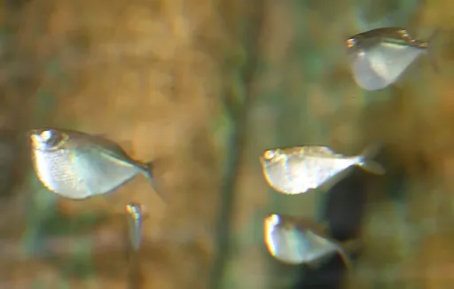 Spotfin hatchetfish (Thoracocharax stellatus)