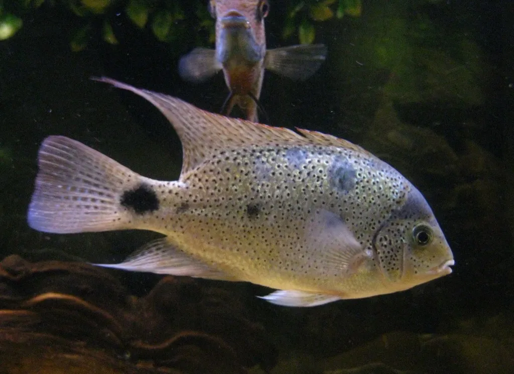 Silver maskaheros (Maskaheros argenteus)