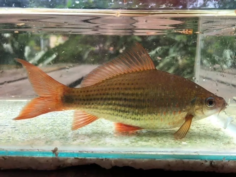 Hard-lipped barb (Osteochilus vittatus)