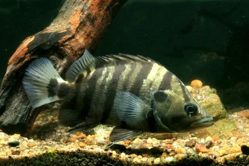 Silver tiger perch (Datnioides polota)