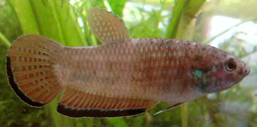 Krabi mouthbrooder (Betta simplex)