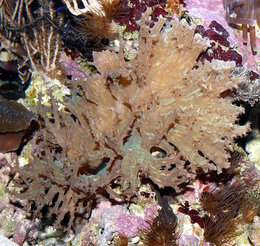 Cabbage Leather Coral (Sinularia dura)