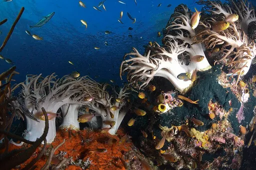 Flexible Finger Leather Coral (Sinularia flexibilis)