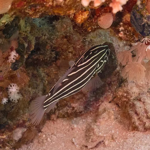 Sixline soapfish (Grammistes sexlineatus)