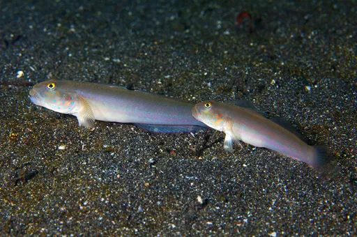 Sixspot Sleeper Goby (Valenciennea sexguttata)