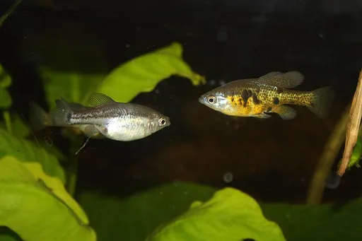 Spotted skiffia (Skiffia multipunctata)