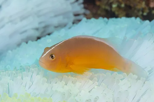 Skunk Clownfish (Amphiprion akallopisos)